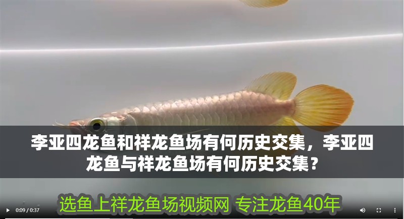 李亞四龍魚和祥龍魚場有何歷史交集，李亞四龍魚與祥龍魚場有何歷史交集？