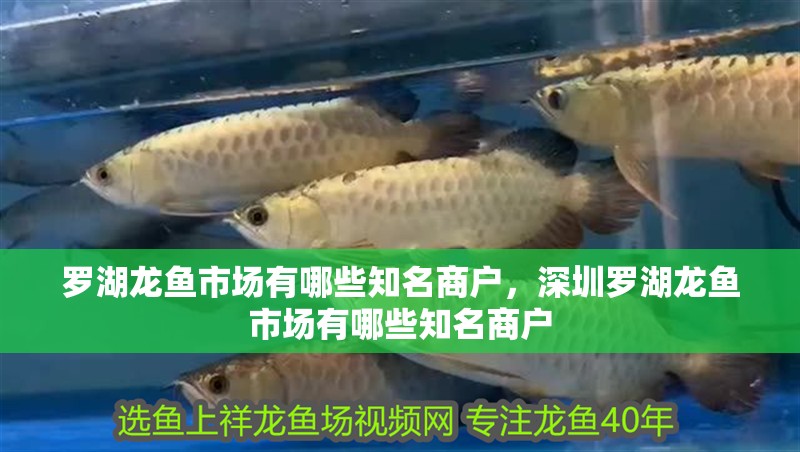 羅湖龍魚市場有哪些知名商戶，深圳羅湖龍魚市場有哪些知名商戶 羅湖龍魚市場有哪些知名商戶，深圳羅湖龍魚市場有哪些知名商戶 龍魚百科