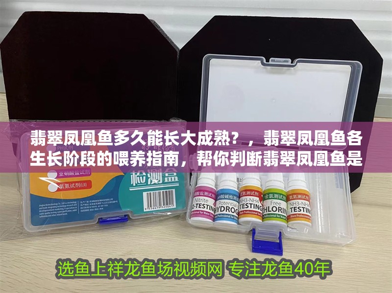 翡翠鳳凰魚多久能長大成熟？，翡翠鳳凰魚各生長階段的喂養指南，幫你判斷翡翠鳳凰魚是否成熟 翡翠鳳凰魚多久能長大成熟？，翡翠鳳凰魚各生長階段的喂養指南，幫你判斷翡翠鳳凰魚是否成熟 龍魚百科