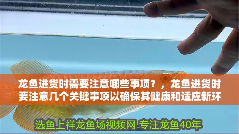 龍魚進貨時需要注意哪些事項？，龍魚進貨時要注意幾個關鍵事項以確保其健康和適應新環境 龍魚進貨時需要注意哪些事項？，龍魚進貨時要注意幾個關鍵事項以確保其健康和適應新環境 龍魚百科