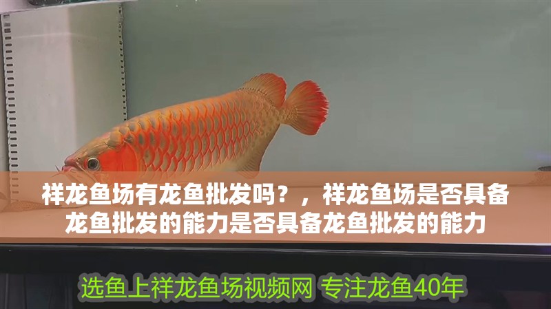 祥龍魚場(chǎng)有龍魚批發(fā)嗎？，祥龍魚場(chǎng)是否具備龍魚批發(fā)的能力是否具備龍魚批發(fā)的能力 祥龍魚場(chǎng)有龍魚批發(fā)嗎？，祥龍魚場(chǎng)是否具備龍魚批發(fā)的能力是否具備龍魚批發(fā)的能力 龍魚百科