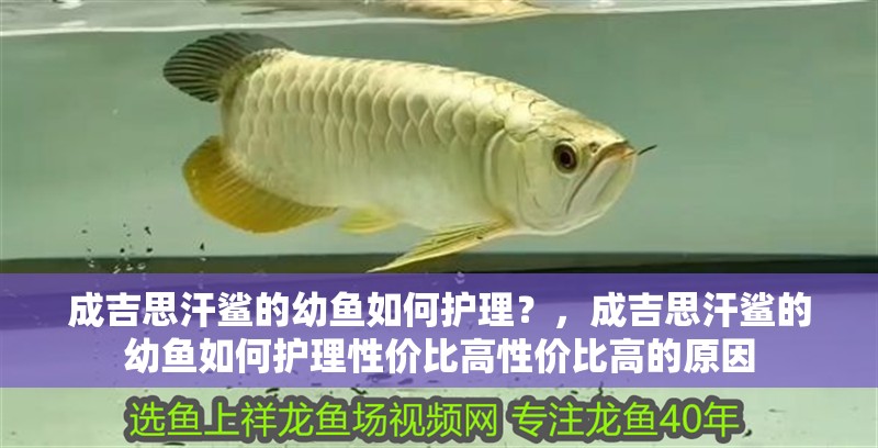 成吉思汗鯊的幼魚如何護理？，成吉思汗鯊的幼魚如何護理性價比高性價比高的原因
