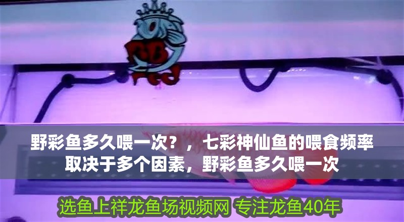 野彩魚多久喂一次？，七彩神仙魚的喂食頻率取決于多個因素，野彩魚多久喂一次 野彩魚多久喂一次？，七彩神仙魚的喂食頻率取決于多個因素，野彩魚多久喂一次 龍魚百科