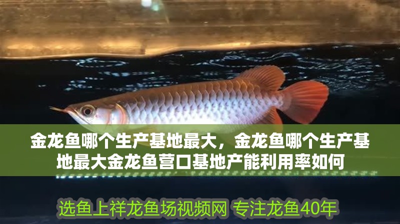 金龍魚哪個(gè)生產(chǎn)基地最大，金龍魚哪個(gè)生產(chǎn)基地最大金龍魚營口基地產(chǎn)能利用率如何