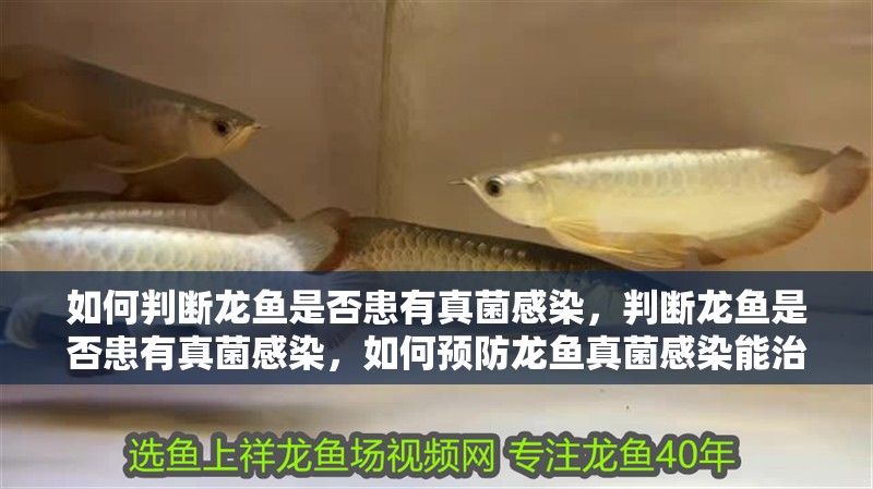 如何判斷龍魚是否患有真菌感染，判斷龍魚是否患有真菌感染，如何預防龍魚真菌感染能治愈嗎