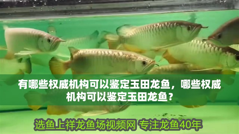 有哪些權威機構可以鑒定玉田龍魚，哪些權威機構可以鑒定玉田龍魚？