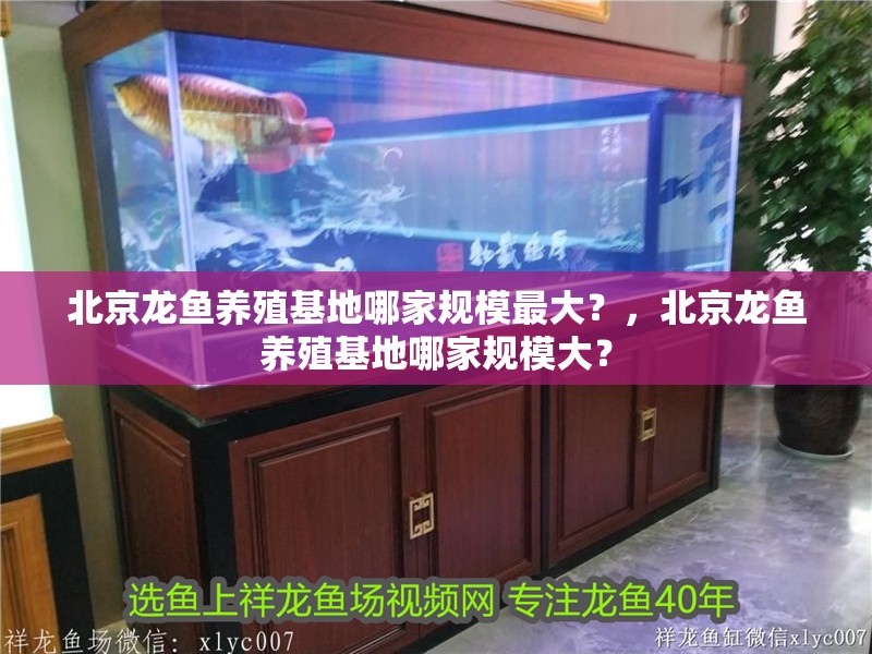 北京龍魚養殖基地哪家規模最大？，北京龍魚養殖基地哪家規模大？ 北京龍魚養殖基地哪家規模最大？，北京龍魚養殖基地哪家規模大？ 龍魚百科