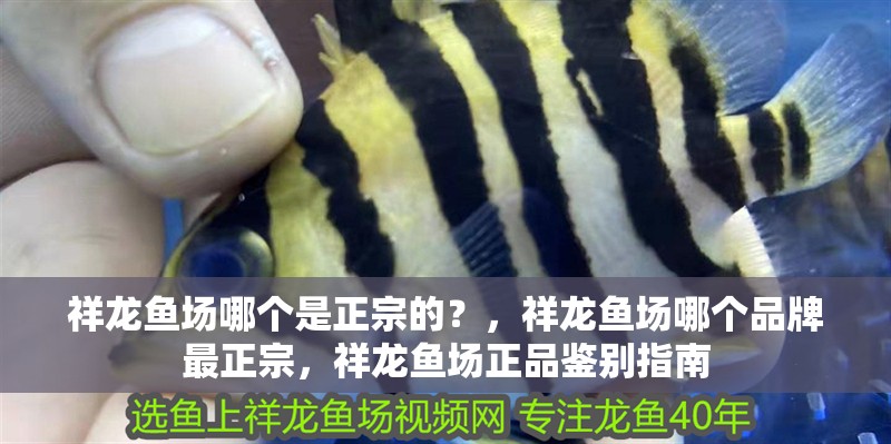 印尼虎魚多少溫度飼養最好:印尼虎魚多少溫度飼養最好印尼虎魚多少溫度飼養最好 祥龍魚場哪個是正宗的?,祥龍魚場哪個品牌最正宗,祥龍魚場正品鑒別指南 龍魚百科 祥龍魚場哪個是正宗的?,祥龍魚場哪個品牌最正宗,祥龍魚場正品鑒別指南 祥龍魚場哪個是正宗的?,祥龍魚場哪個品牌最正宗,祥龍魚場正品鑒別指南 龍魚百科