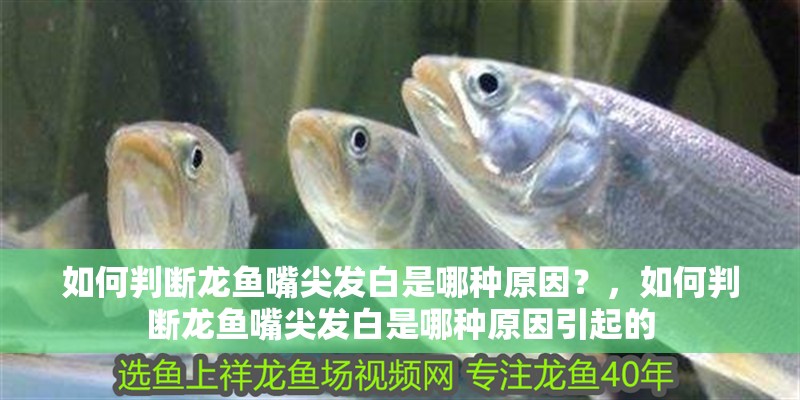 如何判斷龍魚嘴尖發白是哪種原因？，如何判斷龍魚嘴尖發白是哪種原因引起的 如何判斷龍魚嘴尖發白是哪種原因？，如何判斷龍魚嘴尖發白是哪種原因引起的 龍魚百科