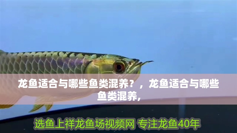 龍魚適合與哪些魚類混養？，龍魚適合與哪些魚類混養,