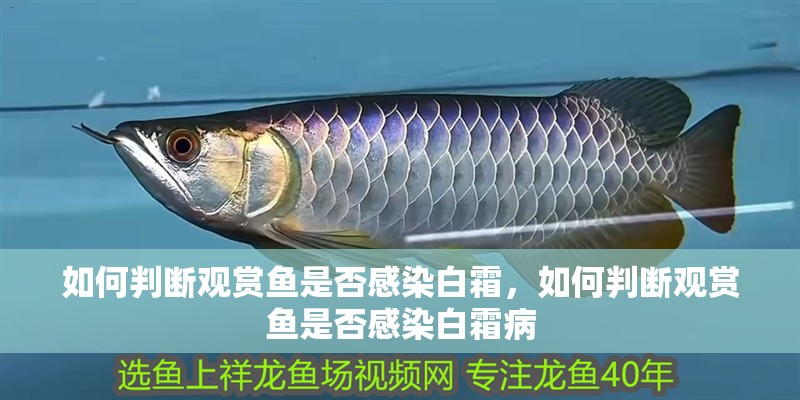 如何判斷觀賞魚是否感染白霜，如何判斷觀賞魚是否感染白霜病 如何判斷觀賞魚是否感染白霜，如何判斷觀賞魚是否感染白霜病 龍魚百科