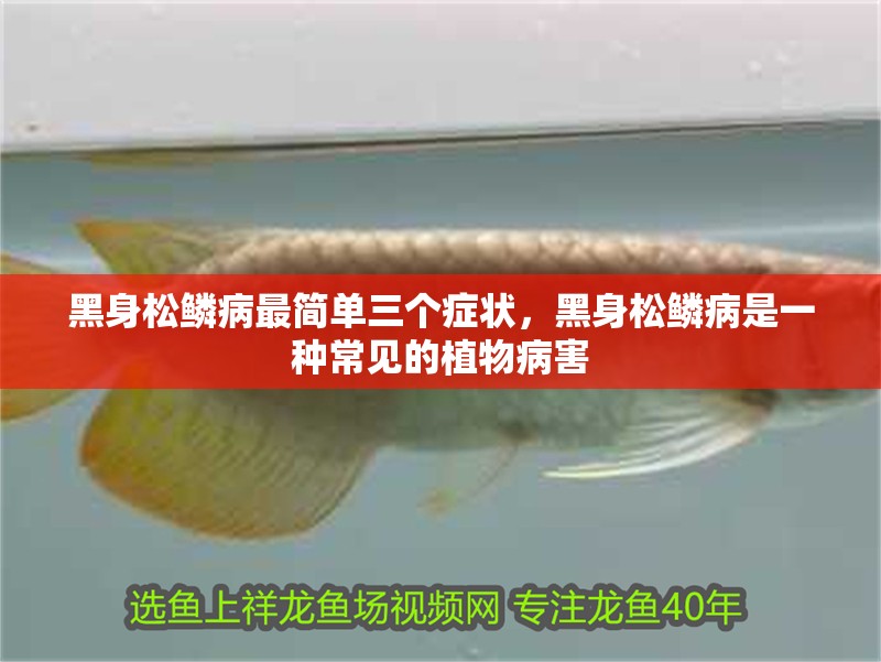 黑身松鱗病最簡單三個癥狀，黑身松鱗病是一種常見的植物病害
