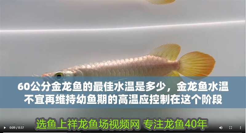 60公分金龍魚的最佳水溫是多少，金龍魚水溫不宜再維持幼魚期的高溫應控制在這個階段