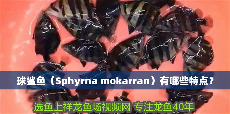 球鯊魚（Sphyrna mokarran）有哪些特點？
