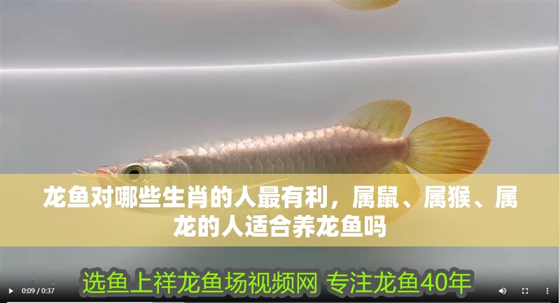 龍魚對哪些生肖的人最有利，屬鼠、屬猴、屬龍的人適合養(yǎng)龍魚嗎