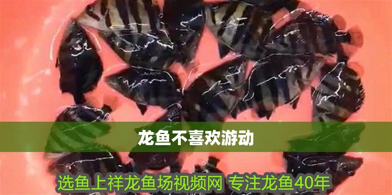 龍魚不喜歡游動