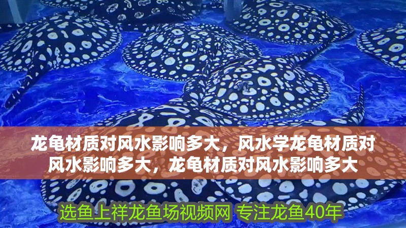 龍龜材質對風水影響多大，風水學龍龜材質對風水影響多大，龍龜材質對風水影響多大 龍龜材質對風水影響多大，風水學龍龜材質對風水影響多大，龍龜材質對風水影響多大 龍魚百科