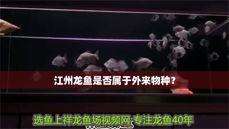 江州龍魚是否屬于外來物種？