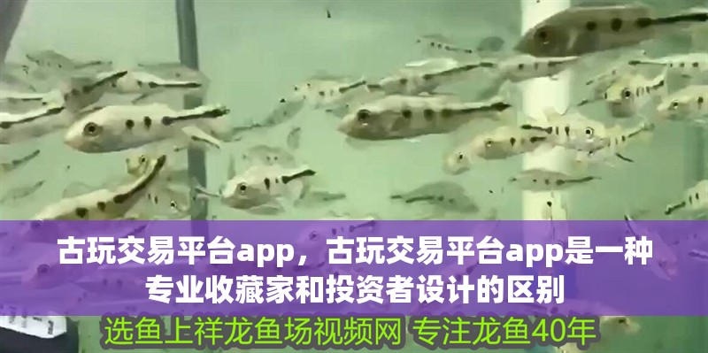 古玩交易平臺app，古玩交易平臺app是一種專業收藏家和投資者設計的區別 古玩交易平臺app，古玩交易平臺app是一種專業收藏家和投資者設計的區別 龍魚百科