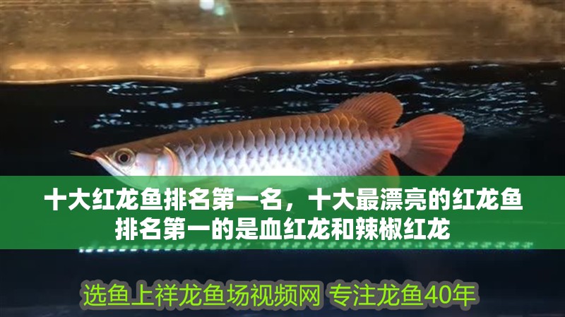 十大紅龍魚排名第一名，十大最漂亮的紅龍魚排名第一的是血紅龍和辣椒紅龍
