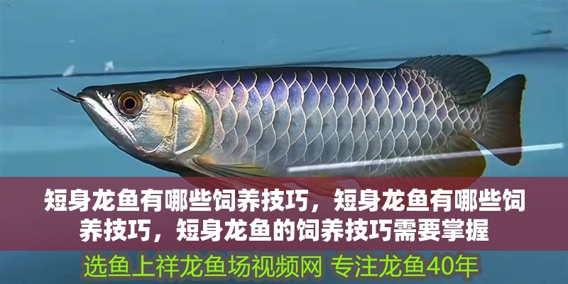 短身龍魚有哪些飼養技巧，短身龍魚有哪些飼養技巧，短身龍魚的飼養技巧需要掌握