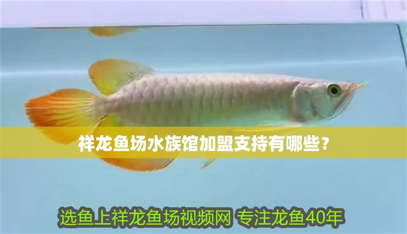 祥龍魚場(chǎng)水族館加盟支持有哪些？ 祥龍魚場(chǎng)水族館加盟支持有哪些？ 龍魚百科