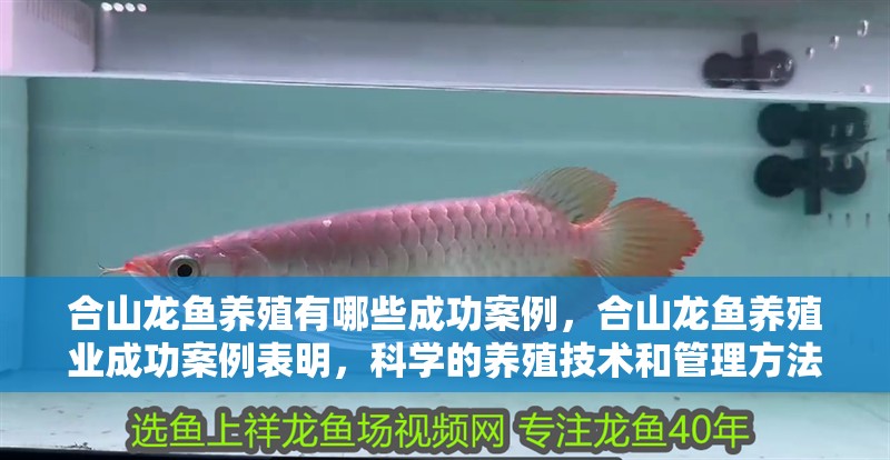 合山龍魚養殖有哪些成功案例，合山龍魚養殖業成功案例表明，科學的養殖技術和管理方法