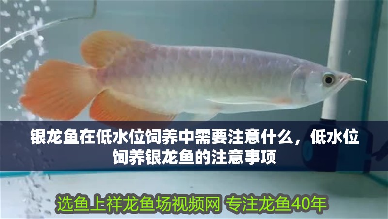 銀龍魚在低水位飼養中需要注意什么，低水位飼養銀龍魚的注意事項 銀龍魚在低水位飼養中需要注意什么，低水位飼養銀龍魚的注意事項 龍魚百科
