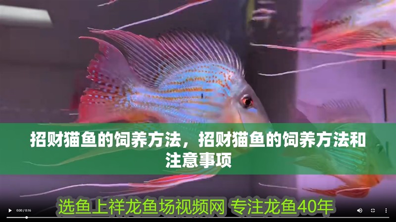 招財貓魚的飼養方法，招財貓魚的飼養方法和注意事項