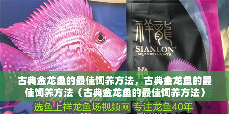 古典金龍魚的最佳飼養方法，古典金龍魚的最佳飼養方法（古典金龍魚的最佳飼養方法）