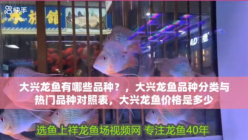 大興龍魚有哪些品種？，大興龍魚品種分類與熱門品種對照表，大興龍魚價格是多少