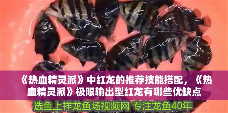 《熱血精靈派》中紅龍的推薦技能搭配，《熱血精靈派》極限輸出型紅龍有哪些優缺點 《熱血精靈派》中紅龍的推薦技能搭配，《熱血精靈派》極限輸出型紅龍有哪些優缺點 龍魚百科