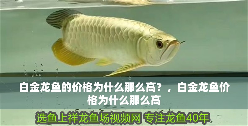 白金龍魚的價格為什么那么高？，白金龍魚價格為什么那么高