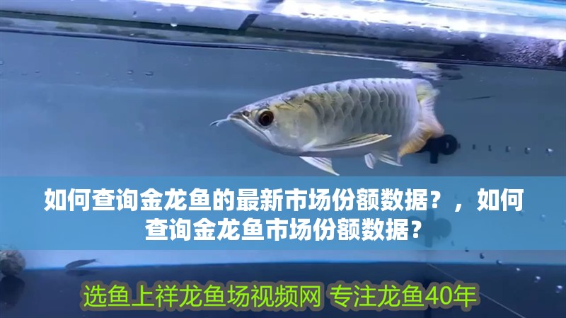 如何查詢金龍魚的最新市場份額數據？，如何查詢金龍魚市場份額數據？