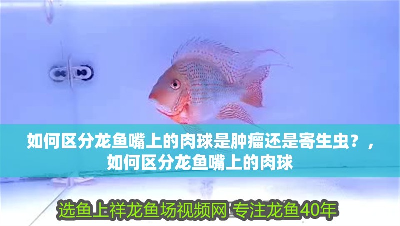 如何區(qū)分龍魚嘴上的肉球是腫瘤還是寄生蟲？，如何區(qū)分龍魚嘴上的肉球