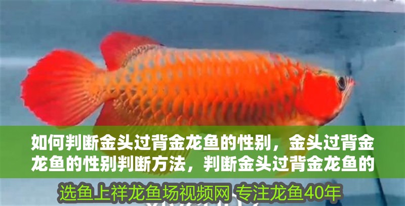 如何判斷金頭過背金龍魚的性別，金頭過背金龍魚的性別判斷方法，判斷金頭過背金龍魚的性別 如何判斷金頭過背金龍魚的性別，金頭過背金龍魚的性別判斷方法，判斷金頭過背金龍魚的性別 龍魚百科