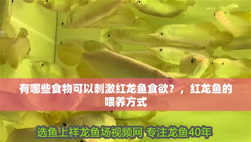 有哪些食物可以刺激紅龍魚食欲？，紅龍魚的喂養(yǎng)方式