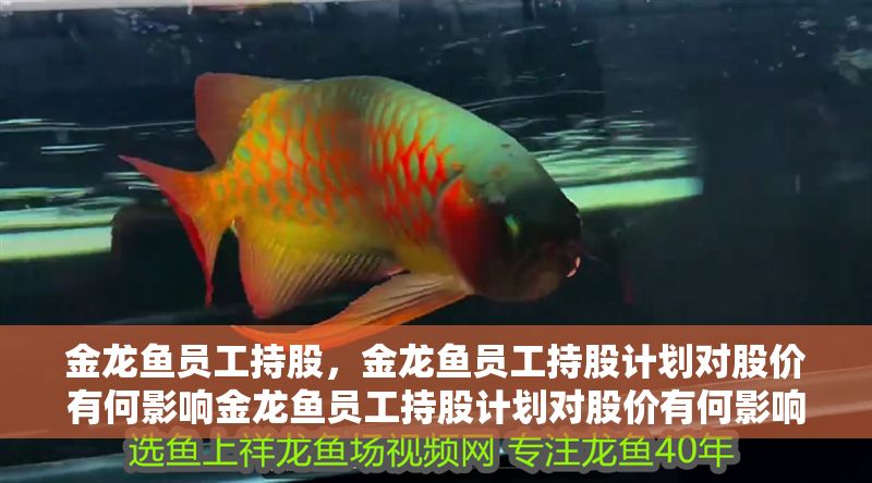 金龍魚員工持股，金龍魚員工持股計劃對股價有何影響金龍魚員工持股計劃對股價有何影響