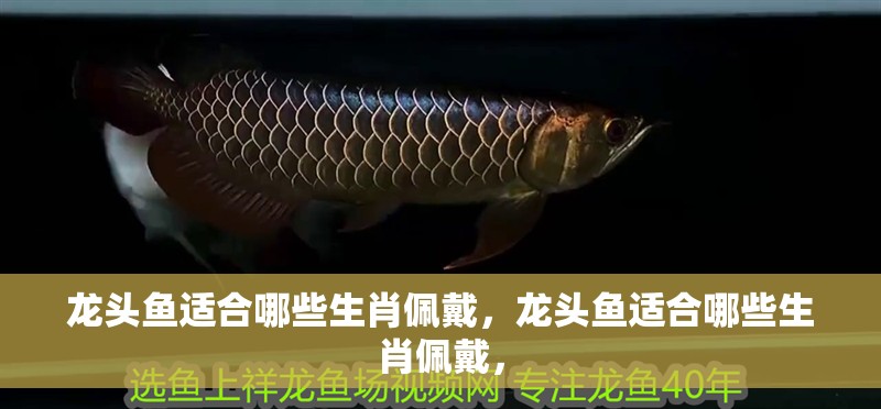 龍頭魚適合哪些生肖佩戴，龍頭魚適合哪些生肖佩戴，