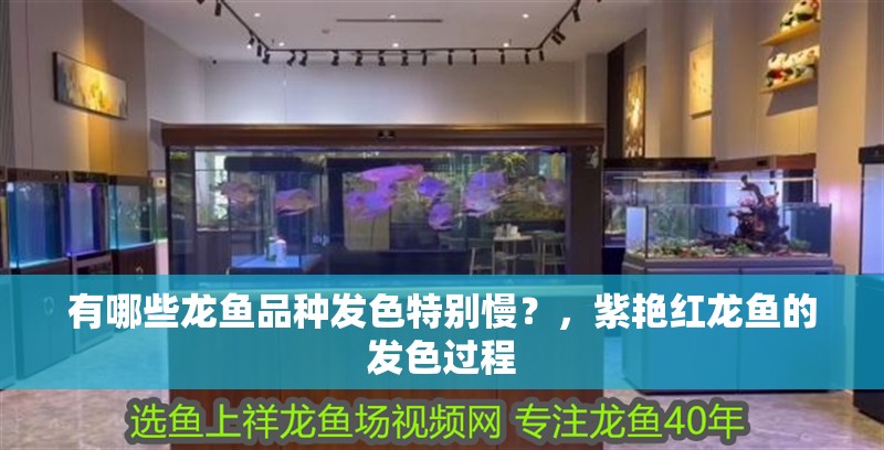 有哪些龍魚品種發色特別慢？，紫艷紅龍魚的發色過程