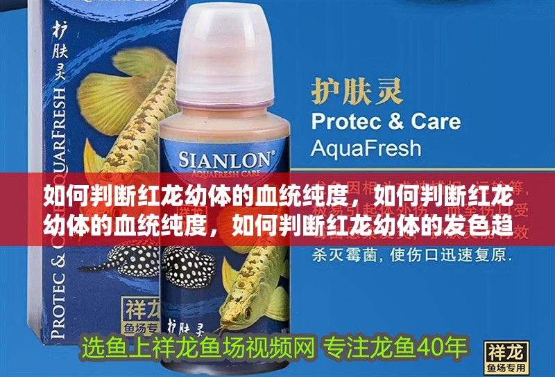 如何判斷紅龍幼體的血統(tǒng)純度，如何判斷紅龍幼體的血統(tǒng)純度，如何判斷紅龍幼體的發(fā)色趨勢