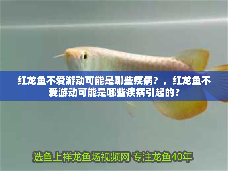 紅龍魚不愛游動可能是哪些疾病？，紅龍魚不愛游動可能是哪些疾病引起的？