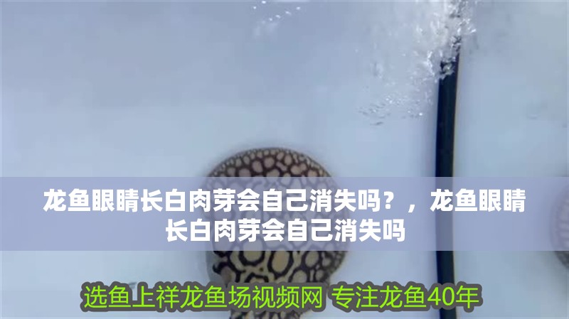 給大魚缸換水的作文:體驗給大魚缸換水的樂趣:體驗給大魚缸換水:給大魚缸換水的作文 龍魚眼睛長白肉芽會自己消失嗎?,龍魚眼睛長白肉芽會自己消失嗎 龍魚百科 龍魚眼睛長白肉芽會自己消失嗎?,龍魚眼睛長白肉芽會自己消失嗎 龍魚眼睛長白肉芽會自己消失嗎?,龍魚眼睛長白肉芽會自己消失嗎 龍魚百科
