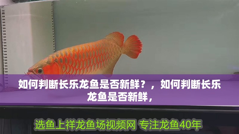如何判斷長樂龍魚是否新鮮？，如何判斷長樂龍魚是否新鮮，