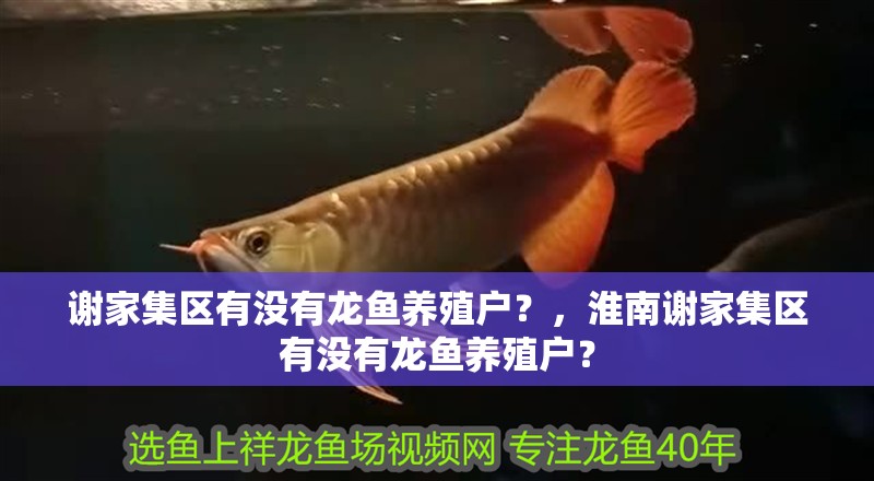 謝家集區有沒有龍魚養殖戶？，淮南謝家集區有沒有龍魚養殖戶？