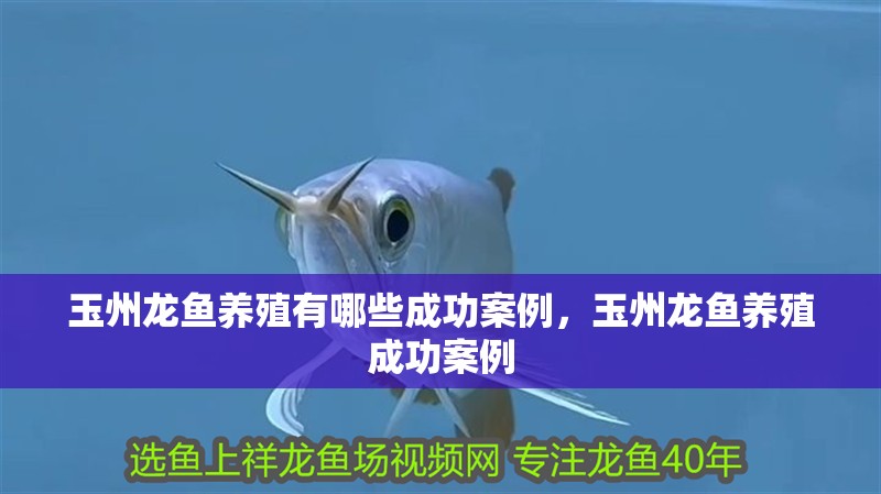 玉州龍魚養殖有哪些成功案例，玉州龍魚養殖成功案例 玉州龍魚養殖有哪些成功案例，玉州龍魚養殖成功案例 龍魚百科