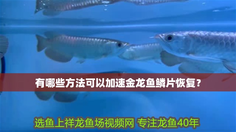 有哪些方法可以加速金龍魚鱗片恢復(fù)？