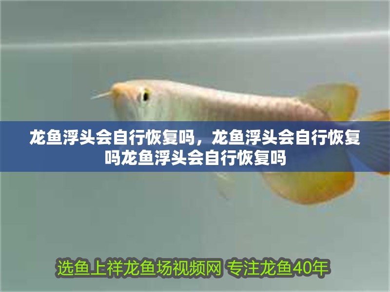龍魚浮頭會自行恢復嗎，龍魚浮頭會自行恢復嗎龍魚浮頭會自行恢復嗎 龍魚浮頭會自行恢復嗎，龍魚浮頭會自行恢復嗎龍魚浮頭會自行恢復嗎 龍魚百科