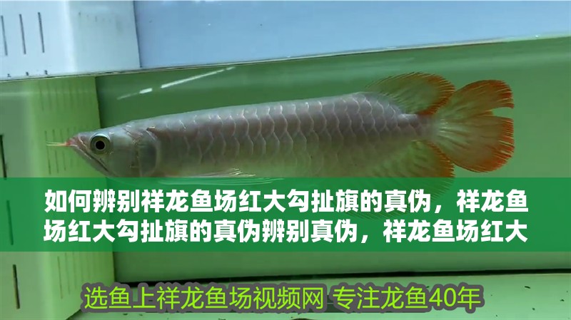 詳細閱讀:如何辨別祥龍魚場紅大勾扯旗的真偽,祥龍魚場紅大勾扯旗的真偽辨別真偽,祥龍魚場紅大勾扯旗的真偽 如何辨別祥龍魚場紅大勾扯旗的真偽,祥龍魚場紅大勾扯旗的真偽辨別真偽,祥龍魚場紅大勾扯旗的真偽