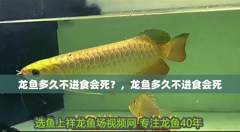 龍魚多久不進食會死？，龍魚多久不進食會死